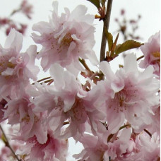 Сакура (вишня декоративная) Ошидори