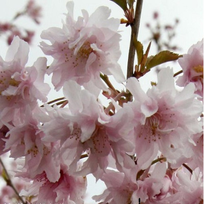 Сакура (вишня декоративная) Ошидори