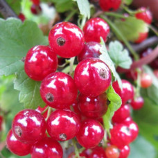 Смородина красная Осиповская