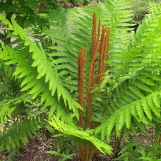 Чистоус (Осмунда) азиатский  