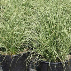 Осока Амазон Мист