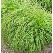 Осока гвоздичная Биттллз  