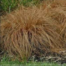 Осока косматая Бронз Форм