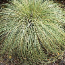 Осока косматая Фростед Курлс