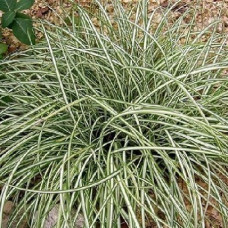 Осока Морроу Вариегата