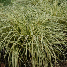 Осока охименская Эвеголд