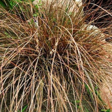 Осока Петри Милк Чоколэйт