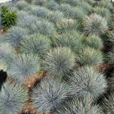 Овсяница сизая