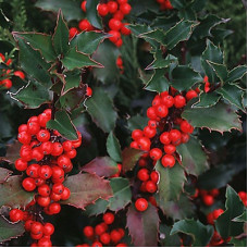 Падуб Мезерва Блю Принцесса