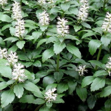 Пахизандра верхушечная  