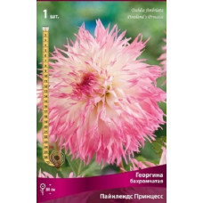 Георгина Пайнлендс Принцесс (бахромчатая)