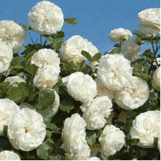 Роза Мейян плетистая  Палас Ройял