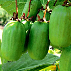 Актинидия коломикта Памяти учителя 