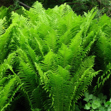 Папоротник 