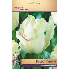 Тюльпан Пэррот Инзелл