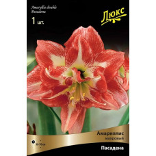 Амариллис Пасадена