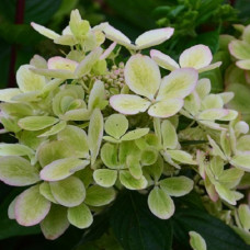 Гортензия метельчатая Пастель Грин