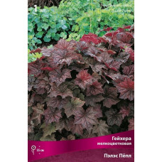 Гейхера Пэлэс Пёпл (мелкоцветковая)