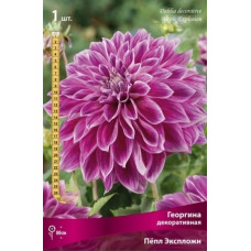 Георгина Пепл Экспложн (декоративная)