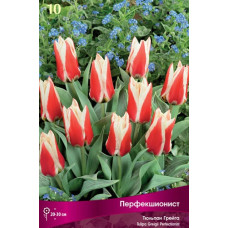 Тюльпан Перфекшионист