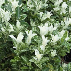 Бересклет японский Пьеролино