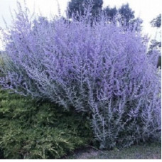 Перовския лебедолистная Блу Спайр