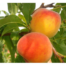 Персик Фаворит Мореттини