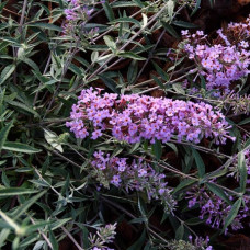 Буддлея Давида Петит Лавендер (балконная серия)