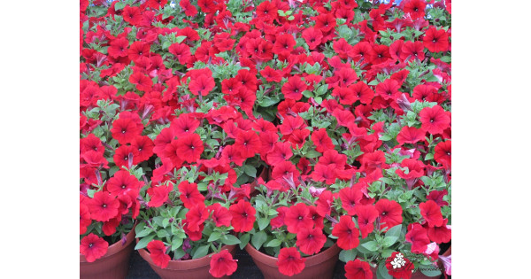 Петуния ампельная красная в кашпо купить с доставкой в интернет ...
