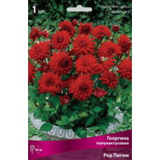 Георгина Ред Пигми (полукактусовая)