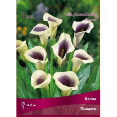 Калла Пикассо