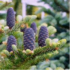 Пихта корейская