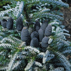 Пихта корейская Сильберлок