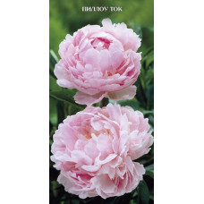 Пион травянистый Пиллоу Ток