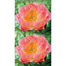 Пион травянистый Пинк Гавайан Корал