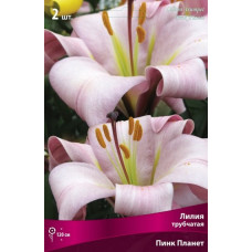 Лилия Пинк Планет (трубчатая)