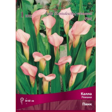 Калла Ремани Пинк