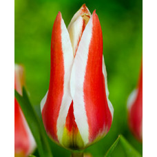 Тюльпан Пиноккио