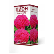 Пион травянистый Августин д'Ур