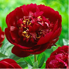 Пион Бакай Белл