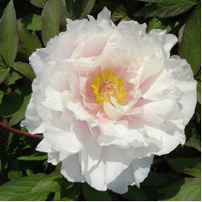 Пион древовидный Белый Феникс