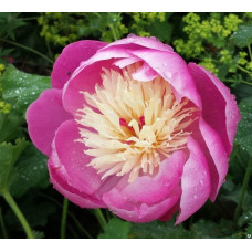 Пион молочноцветковый Боул ов Бьюти  