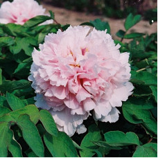 Пион древовидный Букет Розовых Гвоздик