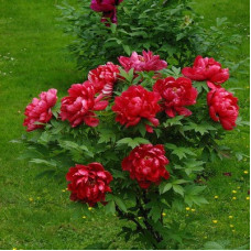 Пион древовидный Алые паруса