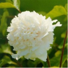 Пион древовидный Белый кристал