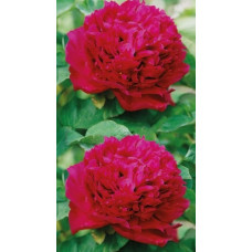 Пион травянистый Феликс Крауссе