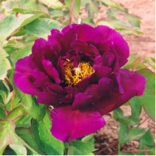 Пион древовидный Фиолетовый Лотос