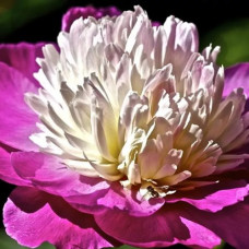 Пион молочноцветковый Гей Пари