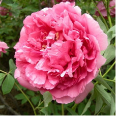 Пион древовидный Герои