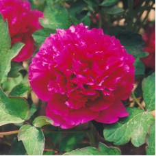 Пион древовидный Гигант из Хемозы